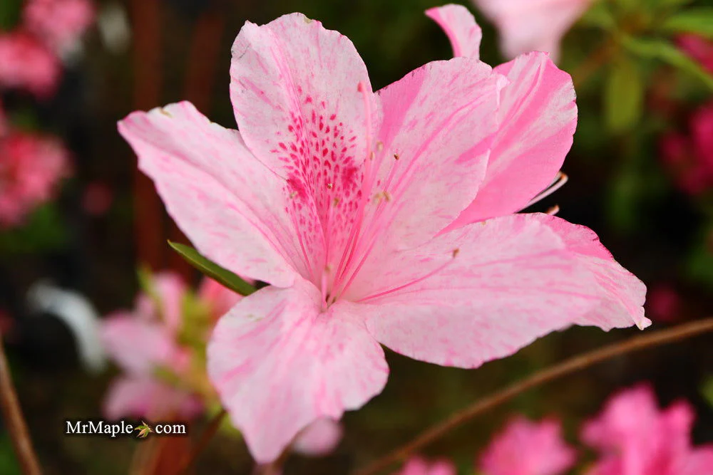 Azalea 'North Lake Beauty’ Pink Variegated Azalea - Image 28