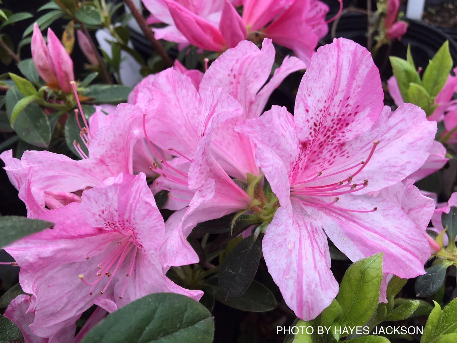 Azalea 'North Lake Beauty’ Pink Variegated Azalea - Image 3