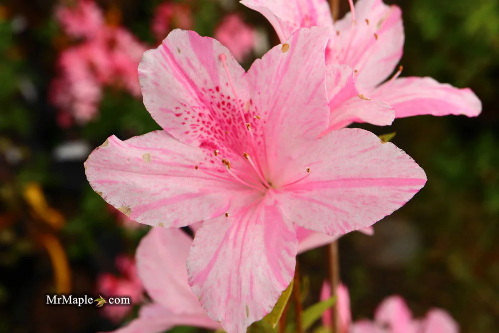 Azalea 'North Lake Beauty’ Pink Variegated Azalea - Image 30
