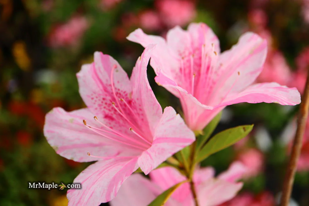 Azalea 'North Lake Beauty’ Pink Variegated Azalea - Image 31