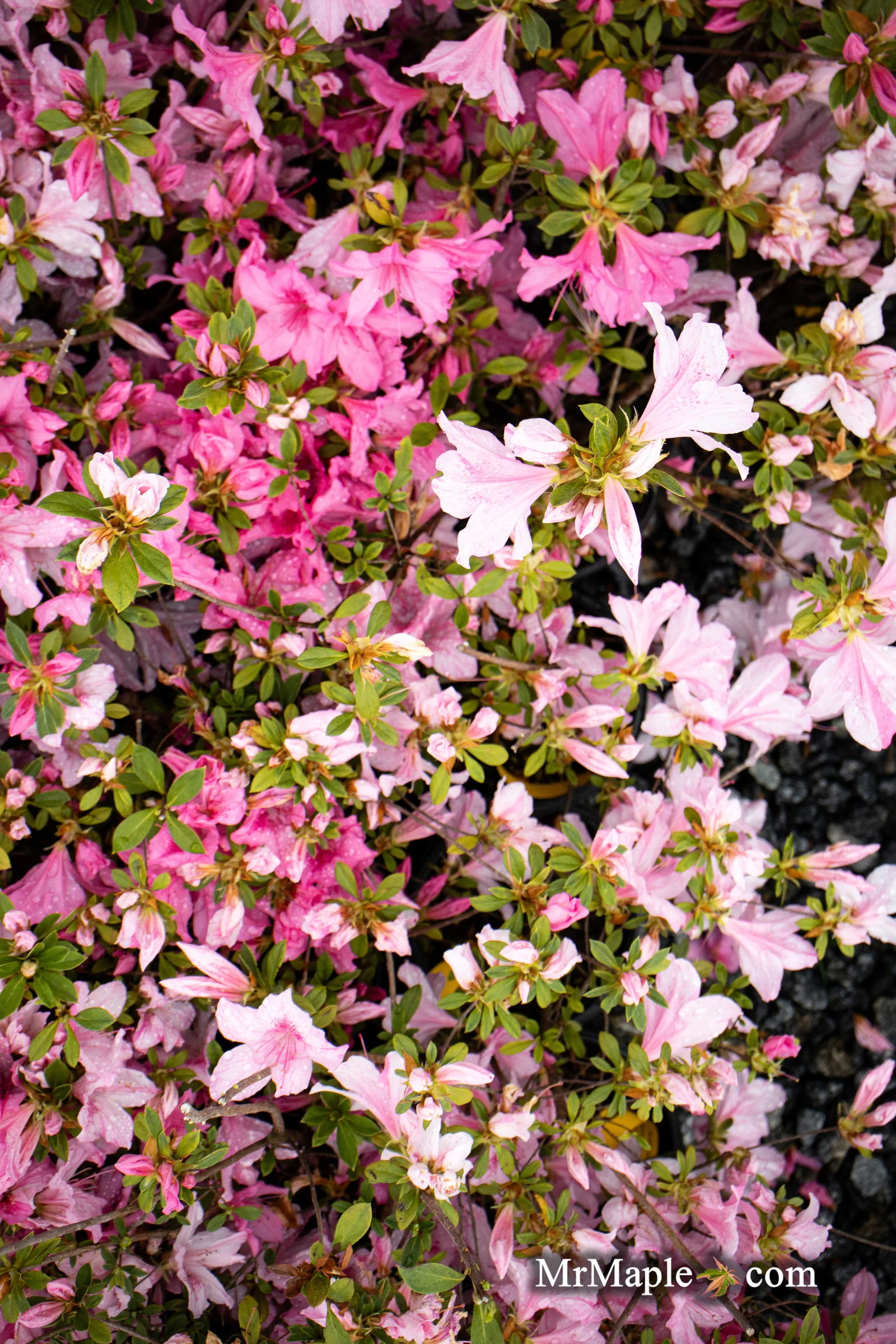 Azalea 'North Lake Beauty’ Pink Variegated Azalea - Image 33