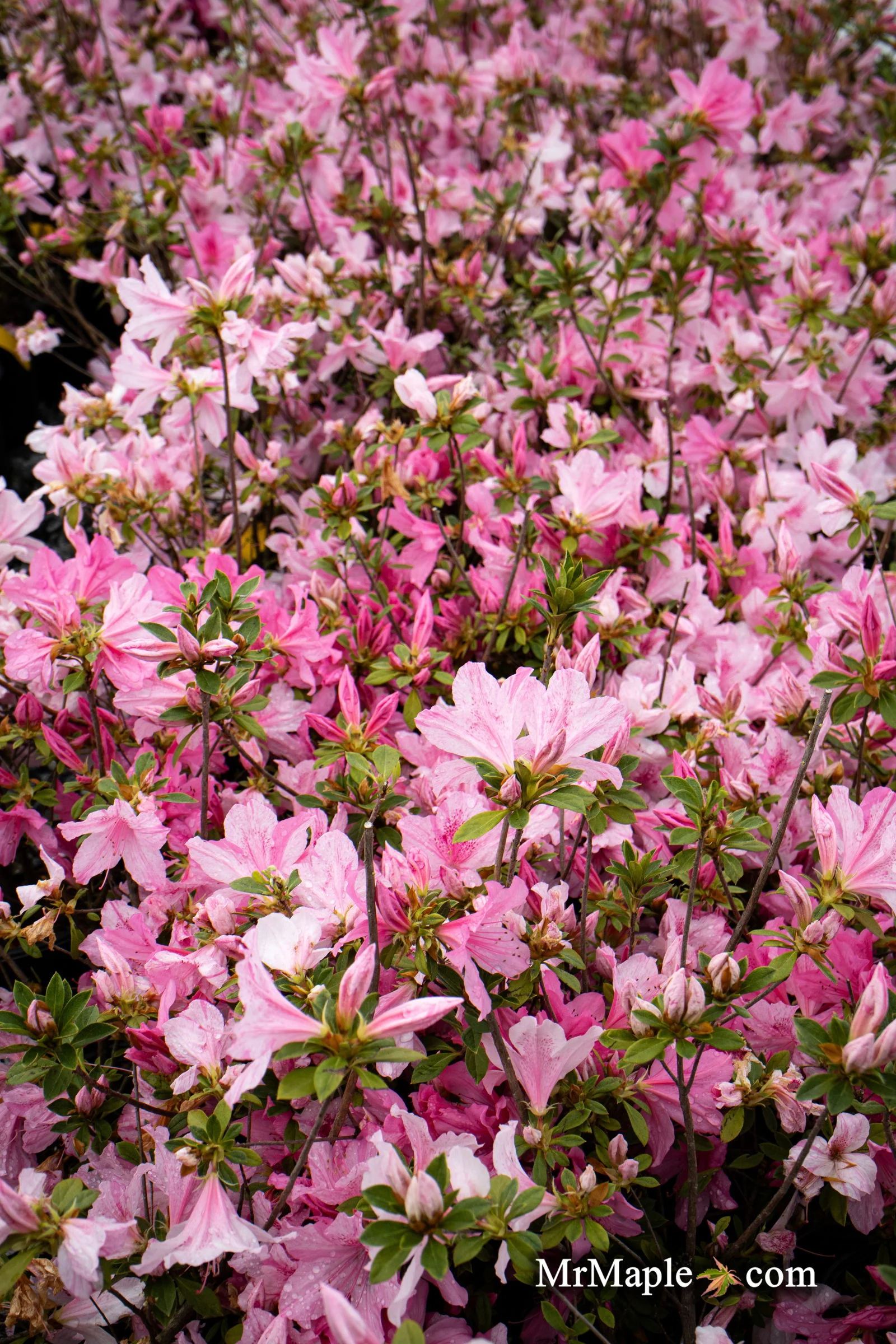 Azalea 'North Lake Beauty’ Pink Variegated Azalea - Image 34
