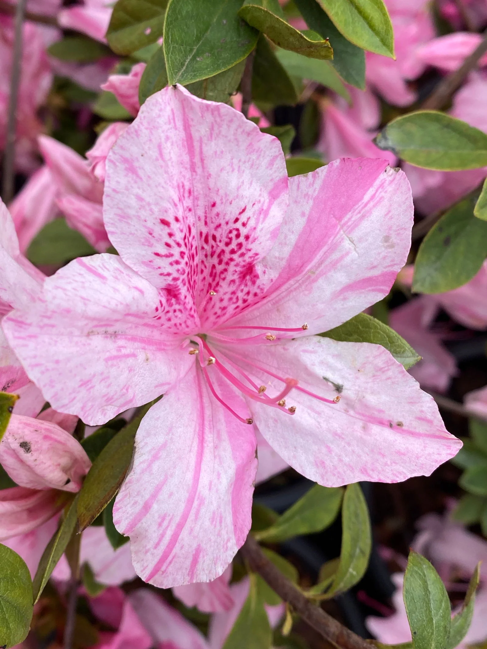 Azalea 'North Lake Beauty’ Pink Variegated Azalea - Image 35