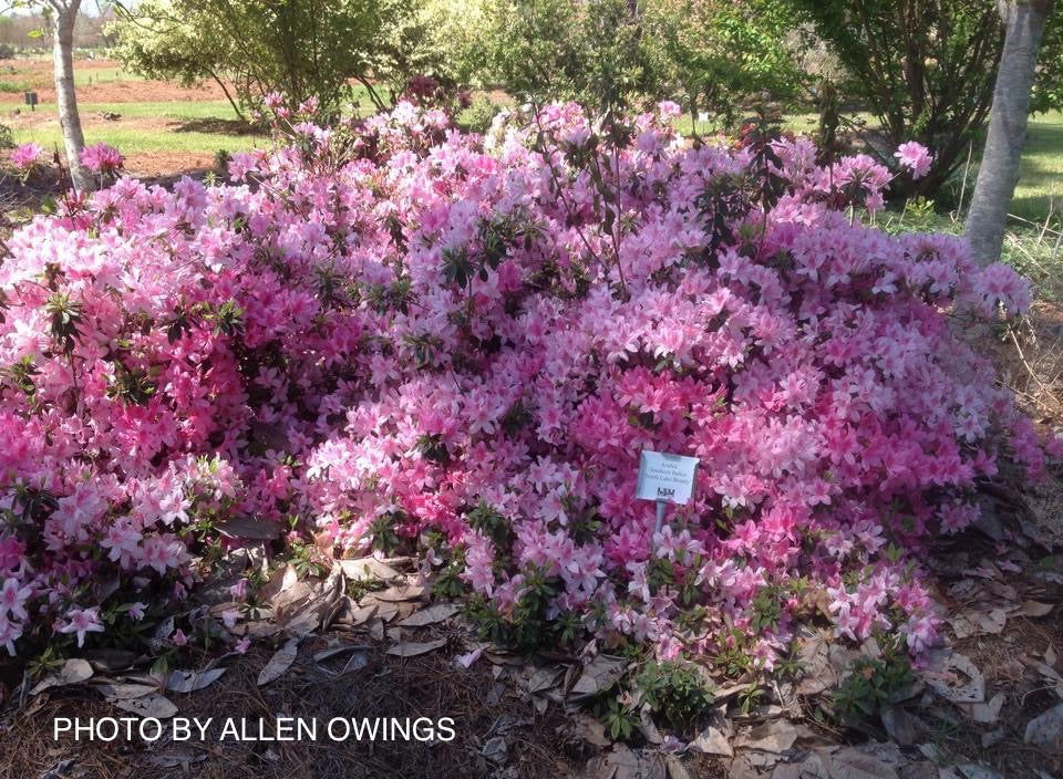 Azalea 'North Lake Beauty’ Pink Variegated Azalea - Image 36