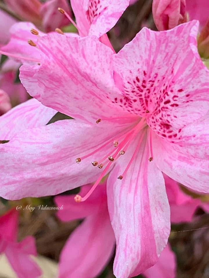 Azalea 'North Lake Beauty’ Pink Variegated Azalea - Image 37