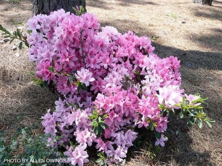 Azalea 'North Lake Beauty’ Pink Variegated Azalea - Image 38