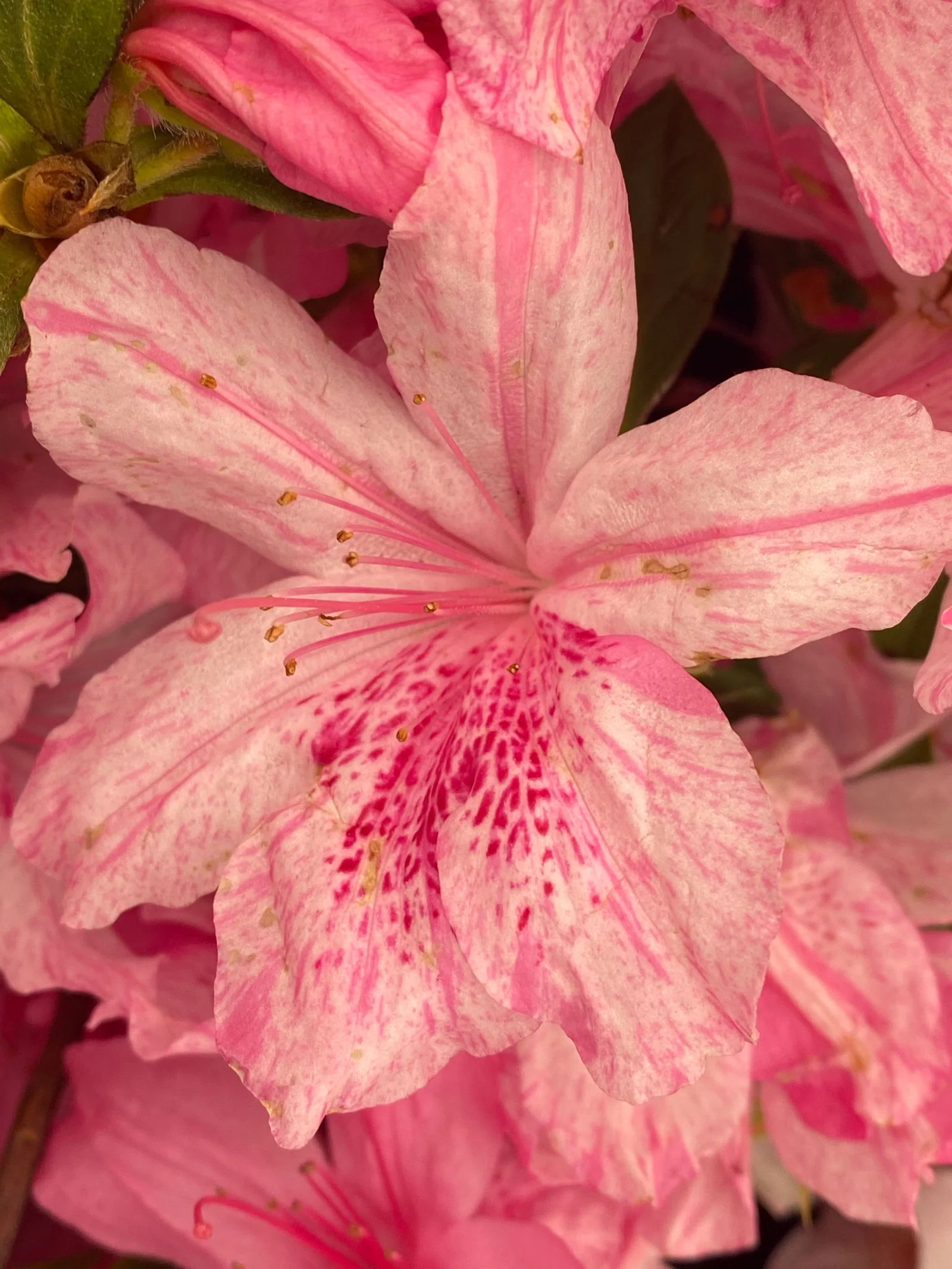 Azalea 'North Lake Beauty’ Pink Variegated Azalea - Image 39