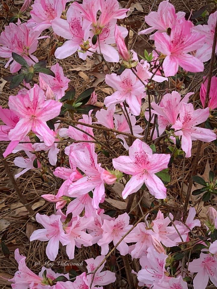Azalea 'North Lake Beauty’ Pink Variegated Azalea - Image 4