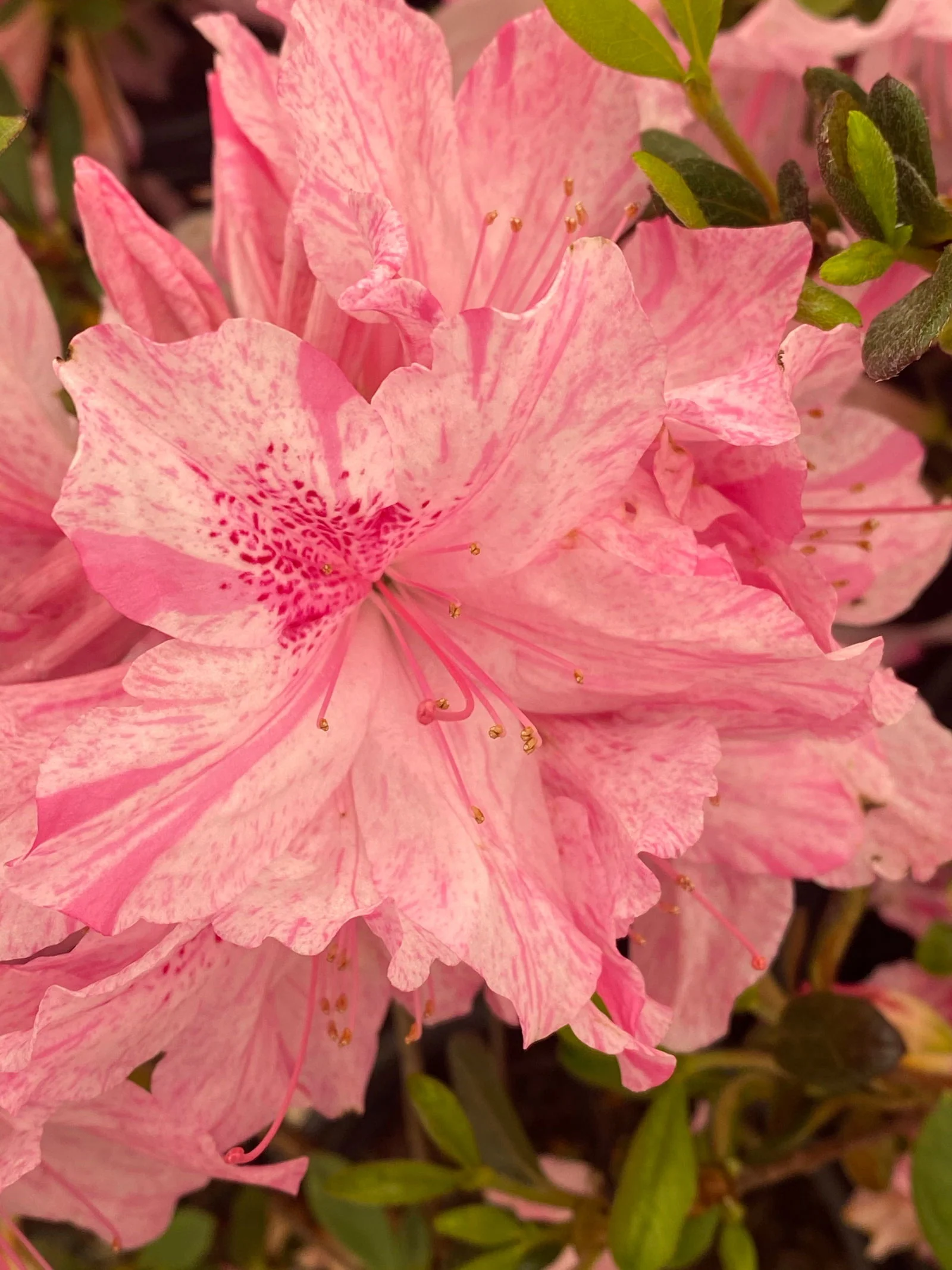 Azalea 'North Lake Beauty’ Pink Variegated Azalea - Image 5