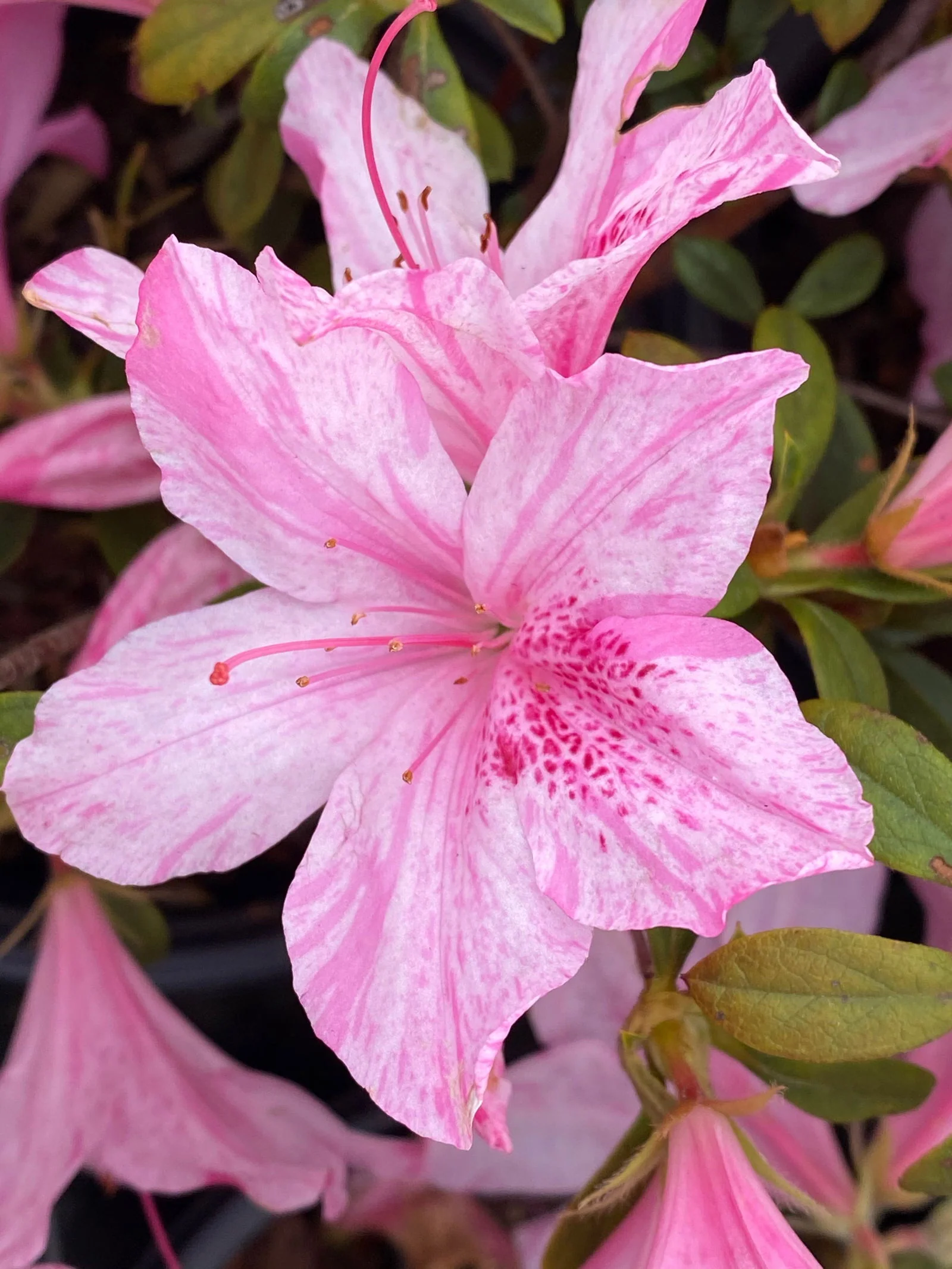 Azalea 'North Lake Beauty’ Pink Variegated Azalea - Image 6