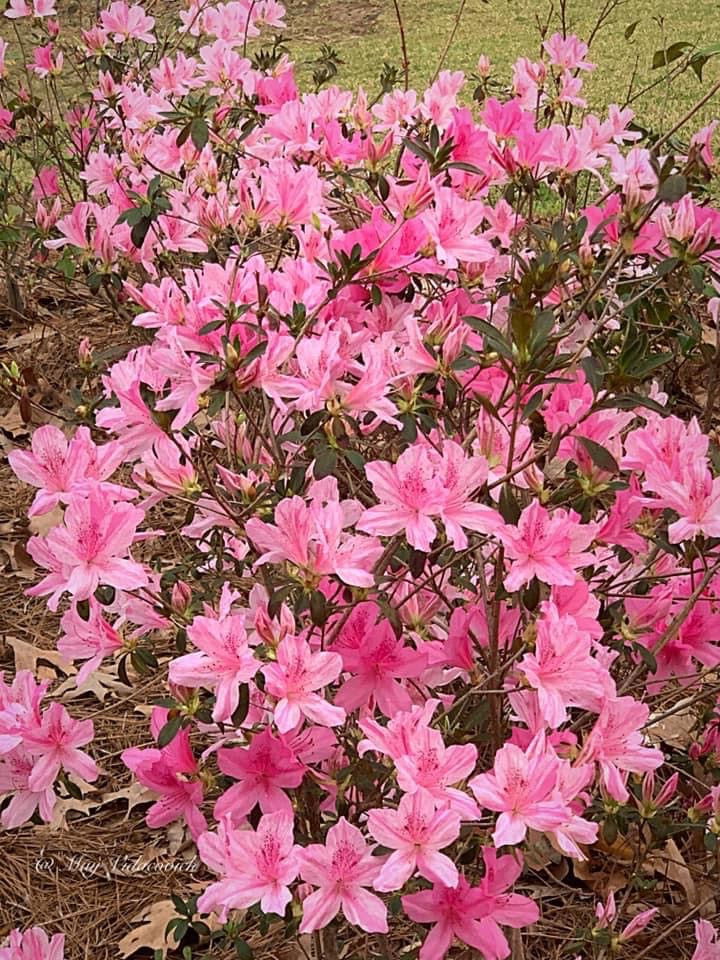 Azalea 'North Lake Beauty’ Pink Variegated Azalea - Image 7