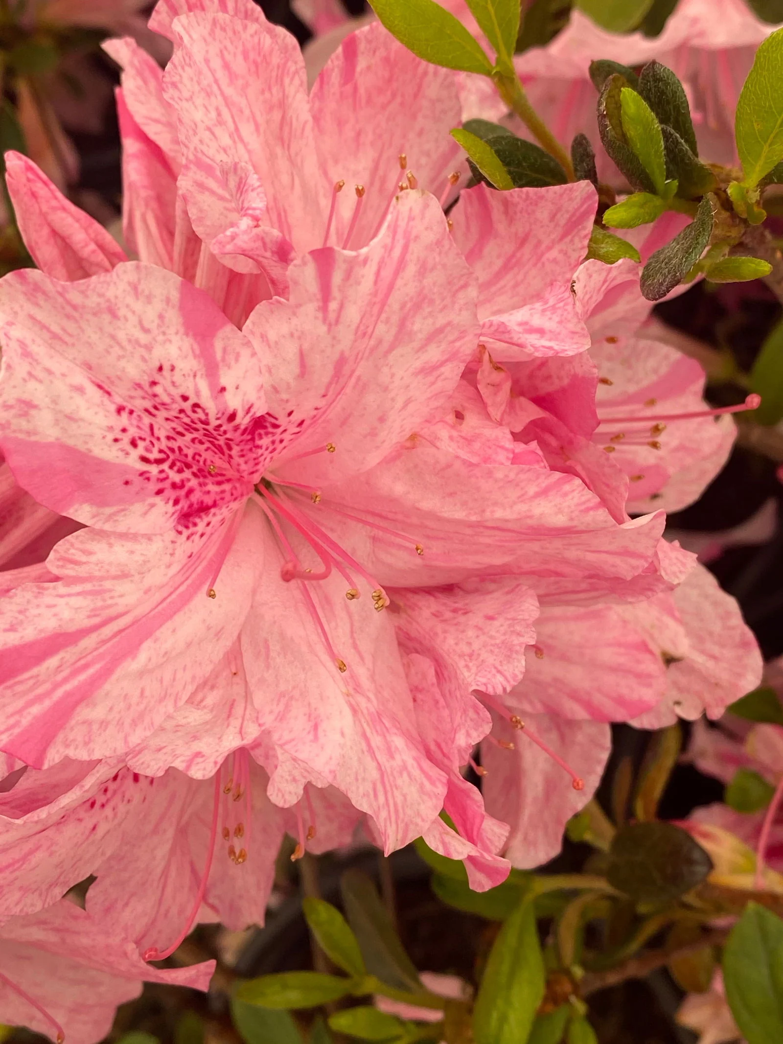 Azalea 'North Lake Beauty’ Pink Variegated Azalea - Image 8