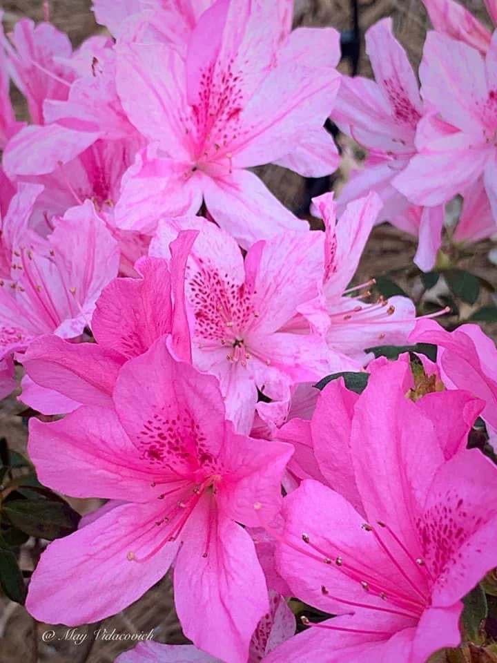 Azalea 'North Lake Beauty’ Pink Variegated Azalea - Image 9