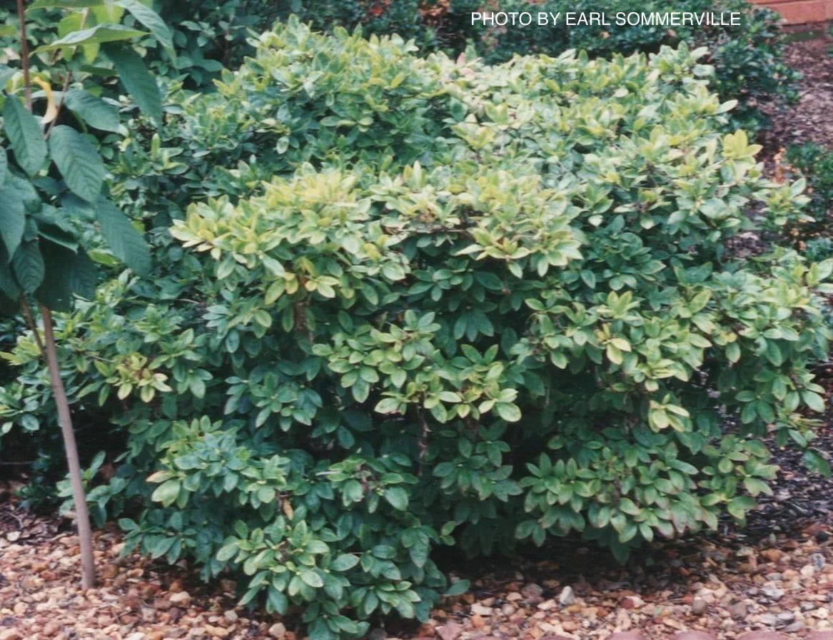 Azalea ‘Pink Ember’ Pink Native Azalea - Image 3