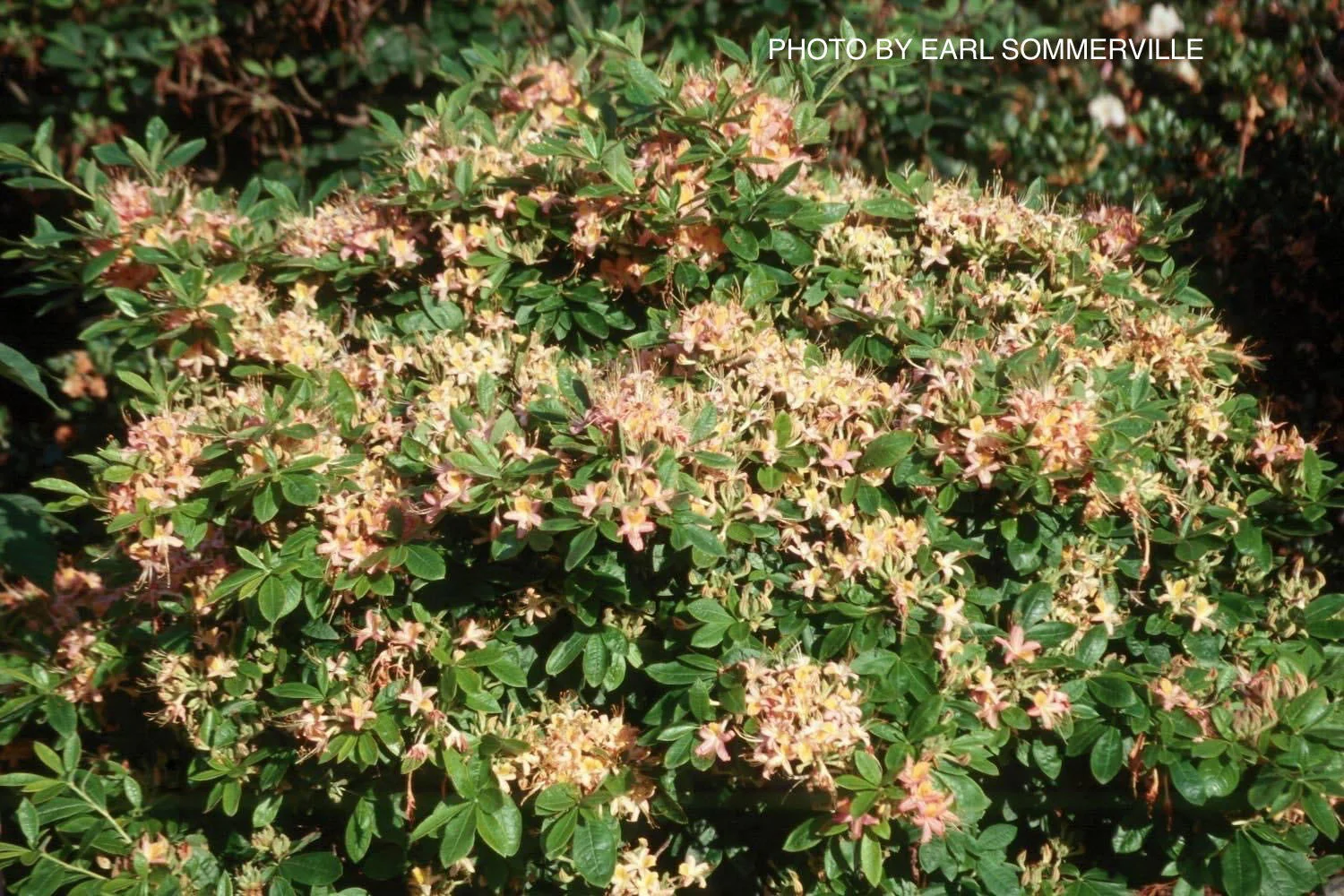 Azalea ‘Pink Ember’ Pink Native Azalea - Image 4