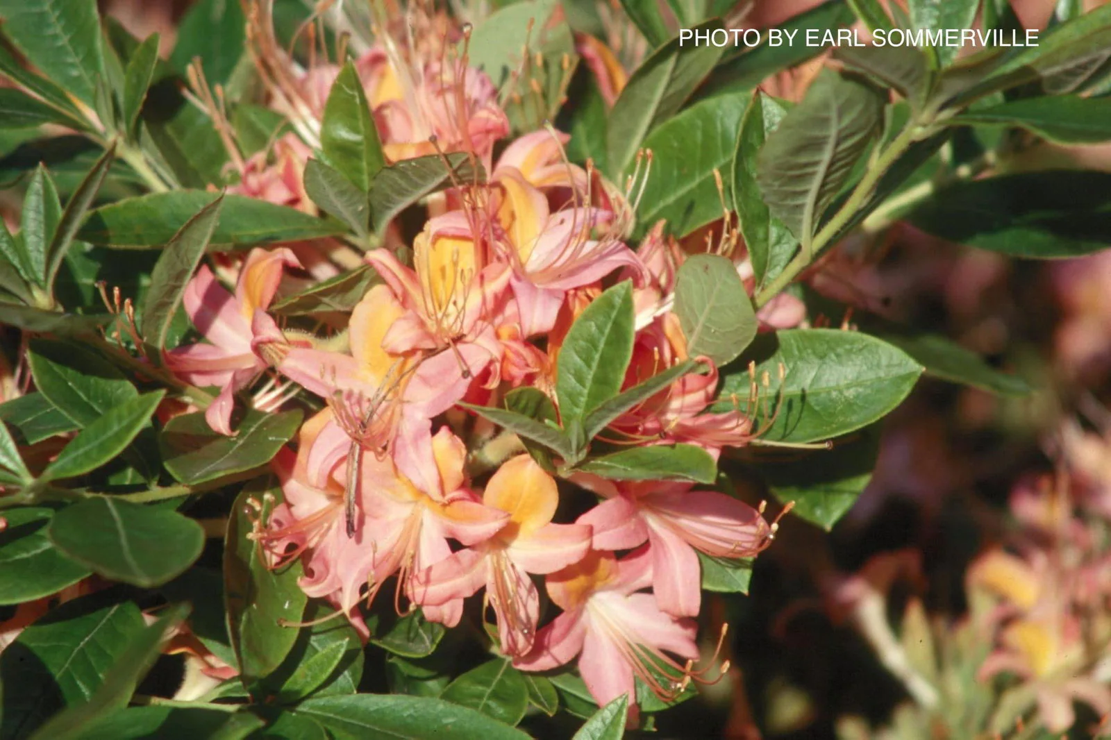 Azalea ‘Pink Ember’ Pink Native Azalea - Image 5