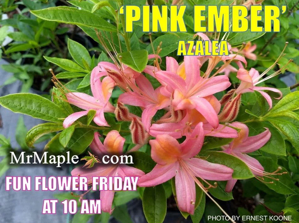 Azalea ‘Pink Ember’ Pink Native Azalea - Image 6