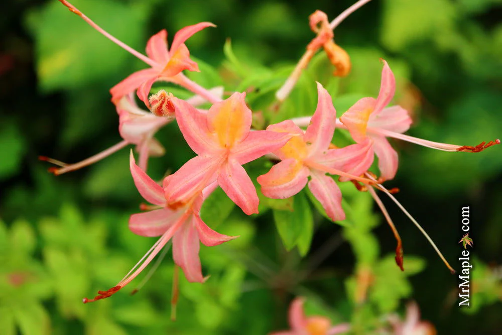 Azalea ‘Pink Ember’ Pink Native Azalea - Image 7