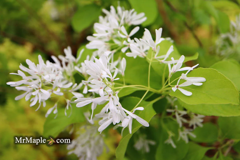 Chionanthus retusus 'China Doll' Flowering Chinese Fringe Tree - Image 3