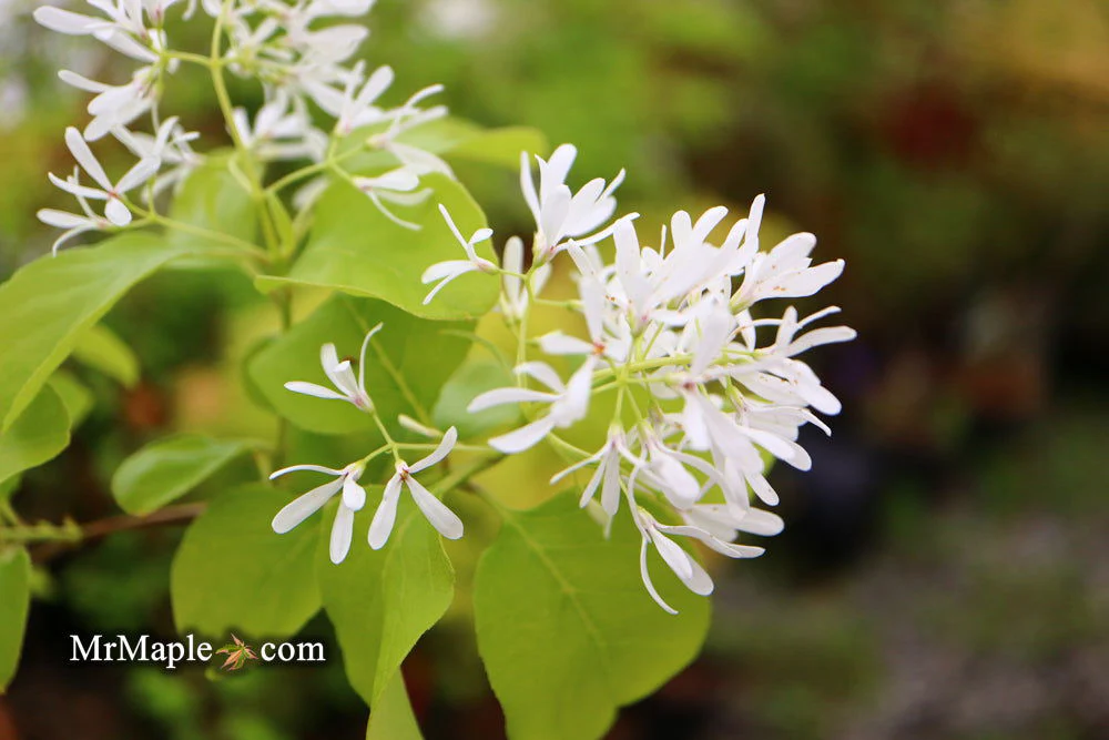 Chionanthus retusus 'China Doll' Flowering Chinese Fringe Tree - Image 4