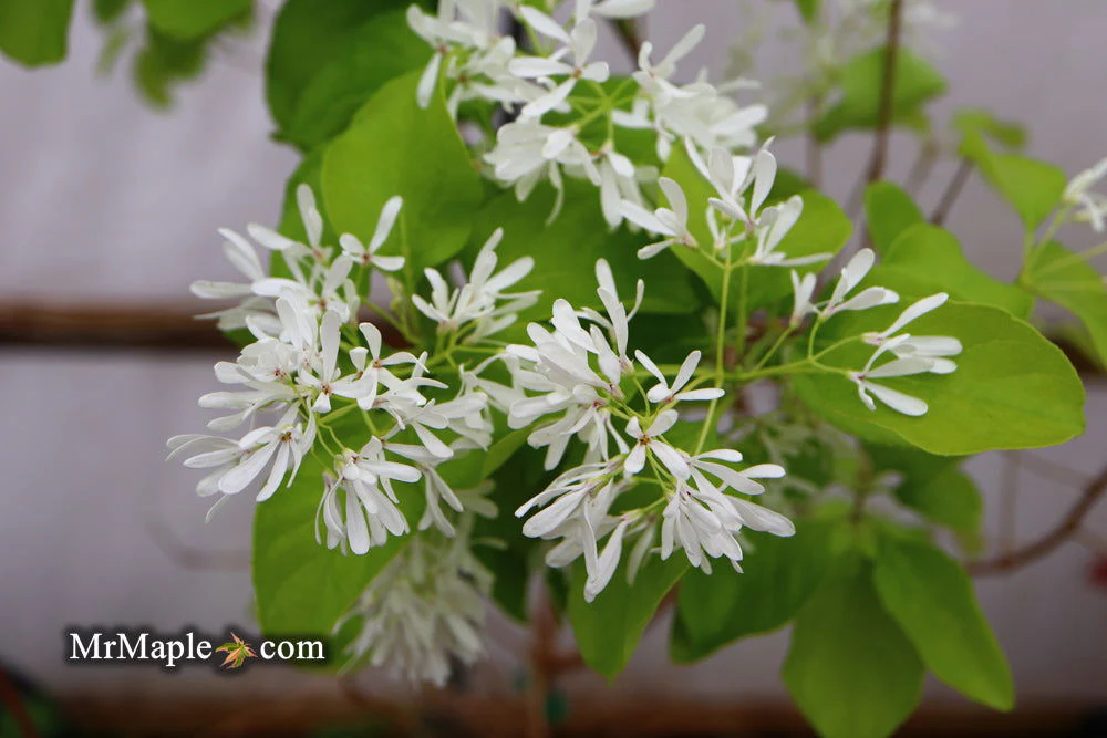Chionanthus retusus 'China Doll' Flowering Chinese Fringe Tree - Image 5