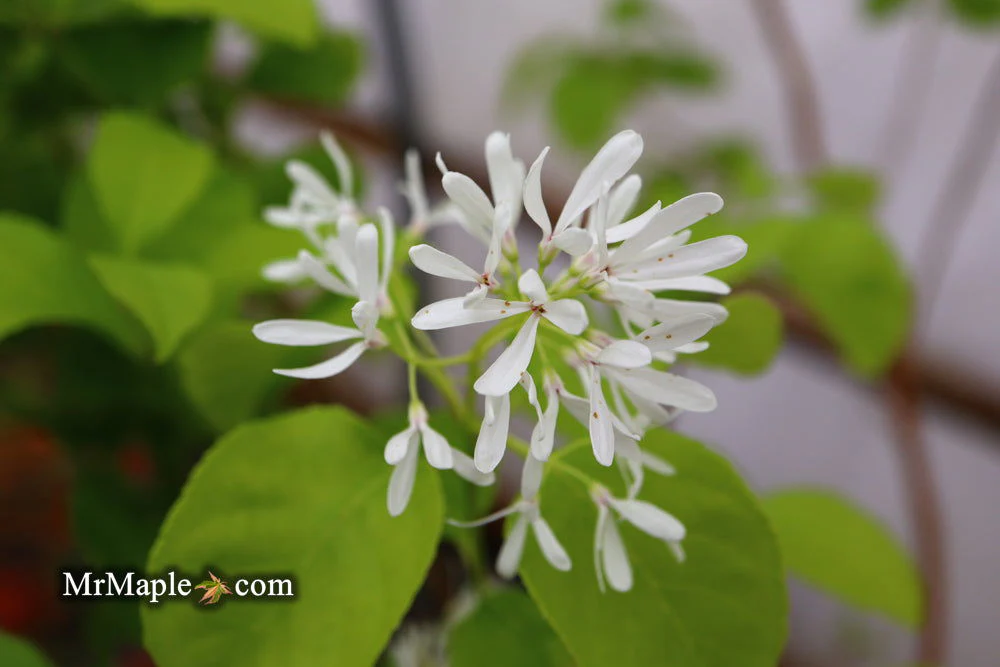Chionanthus retusus 'China Doll' Flowering Chinese Fringe Tree - Image 6
