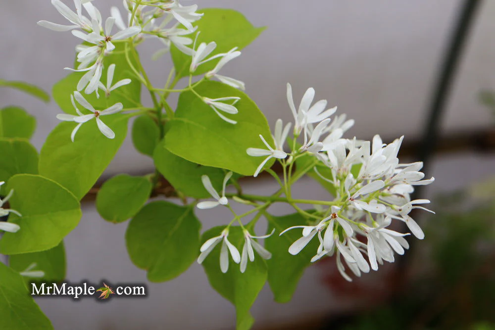 Chionanthus retusus 'China Doll' Flowering Chinese Fringe Tree - Image 7