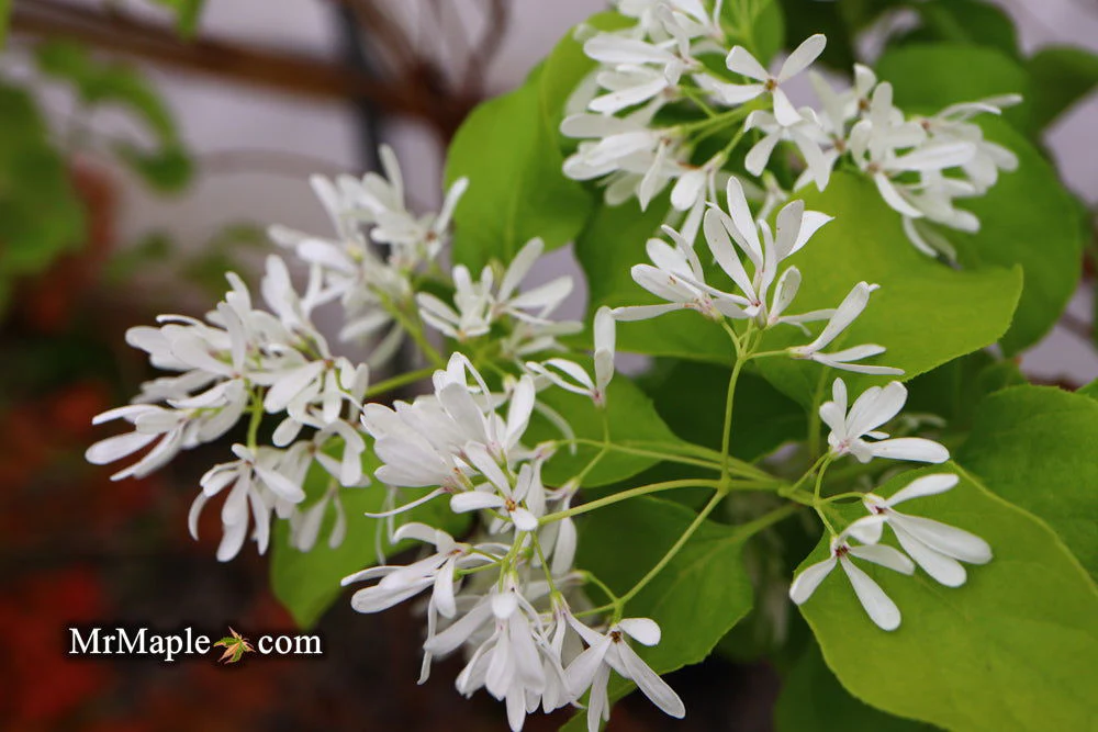 Chionanthus retusus 'China Doll' Flowering Chinese Fringe Tree - Image 8