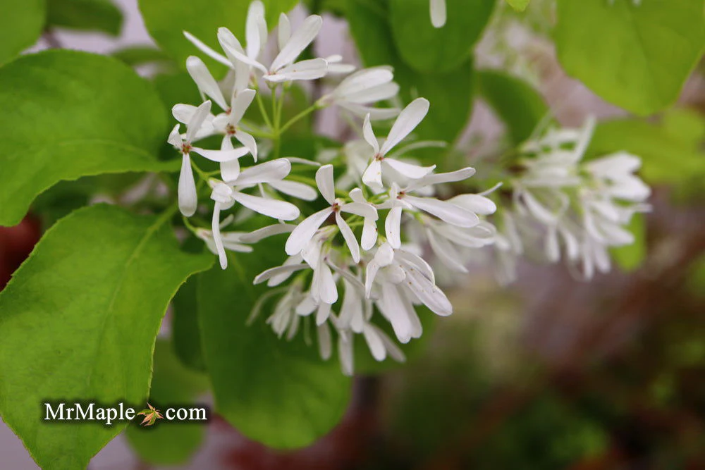 Chionanthus retusus 'China Doll' Flowering Chinese Fringe Tree - Image 9