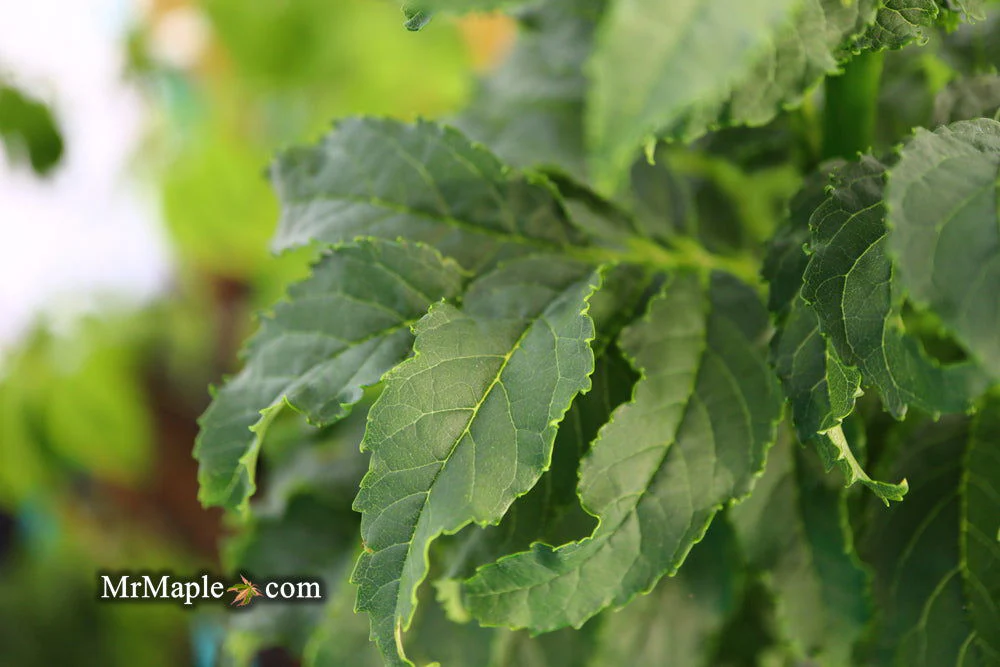 Fraxinus excelsior 'Crispa' Dwarf Ash Tree - Image 10