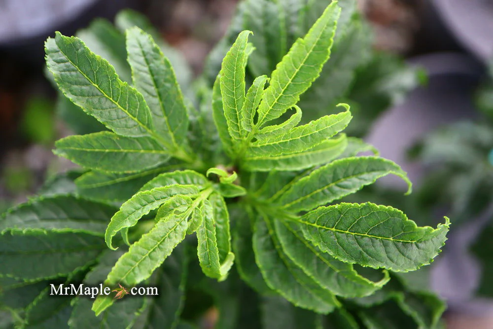 Fraxinus excelsior 'Crispa' Dwarf Ash Tree - Image 3