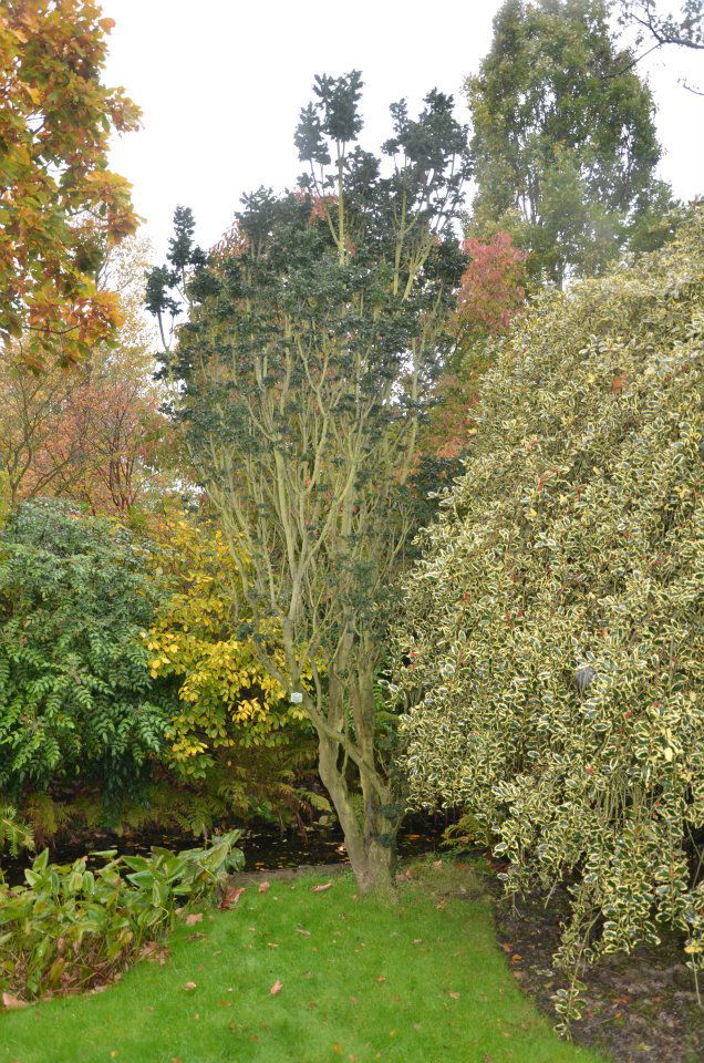 Fraxinus excelsior 'Crispa' Dwarf Ash Tree - Image 5