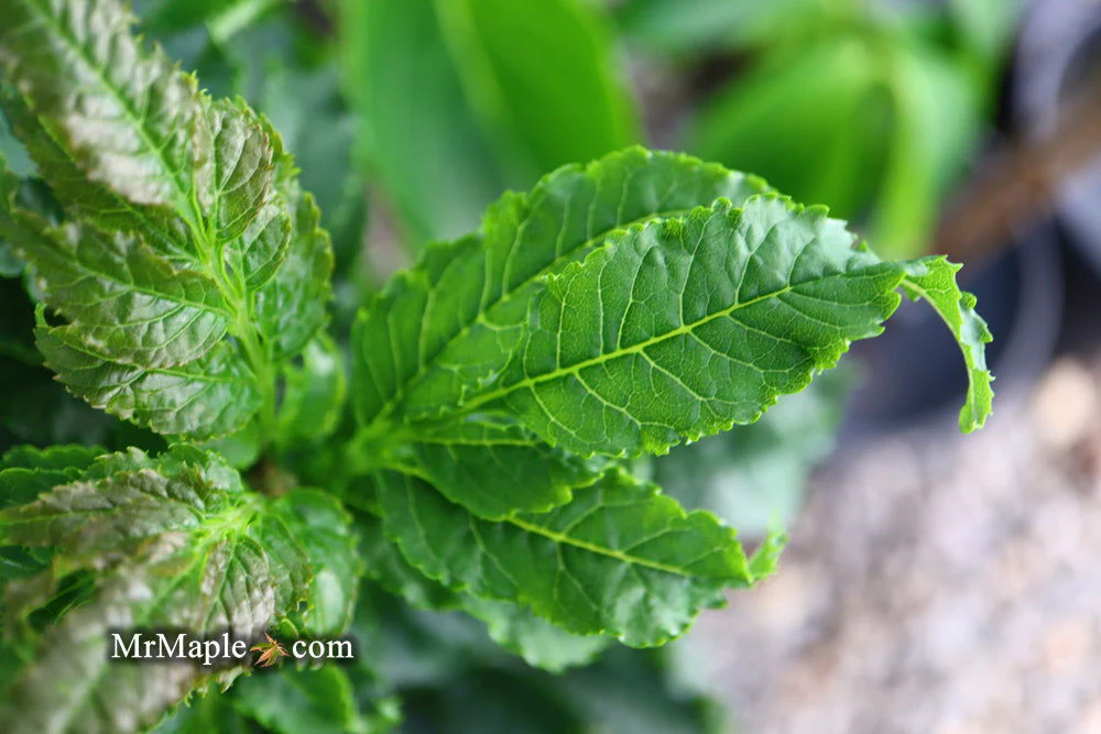 Fraxinus excelsior 'Crispa' Dwarf Ash Tree - Image 7