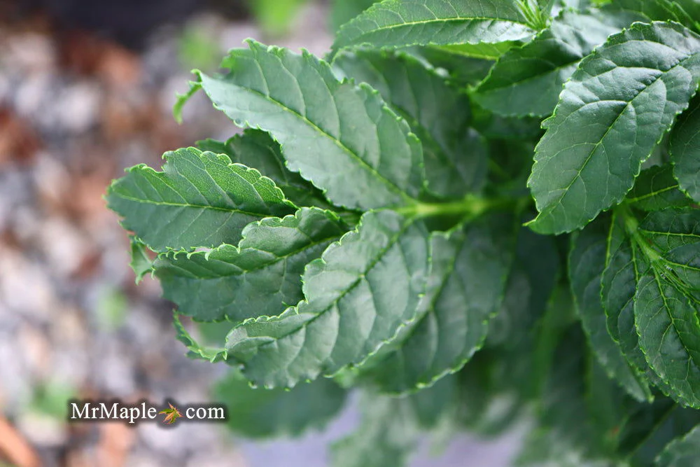 Fraxinus excelsior 'Crispa' Dwarf Ash Tree - Image 8