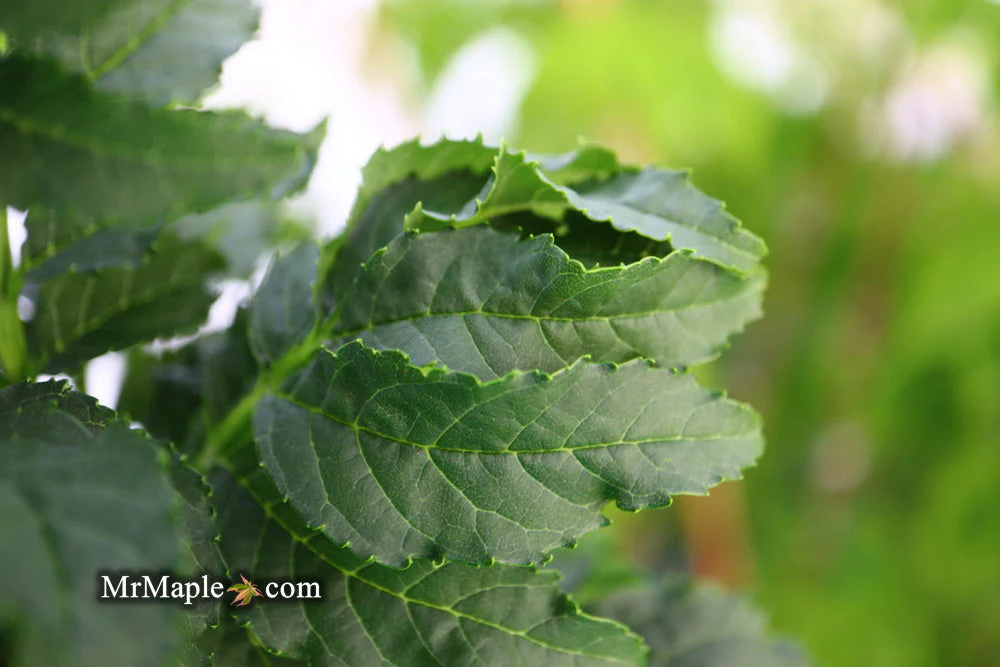 Fraxinus excelsior 'Crispa' Dwarf Ash Tree - Image 9