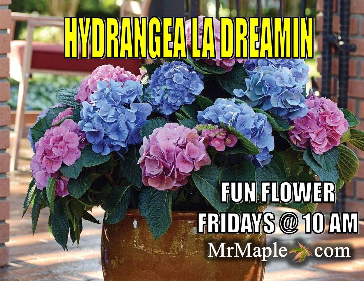 Hydrangea macrophylla 'L.A. Dreamin’ Hydrangea - Image 10