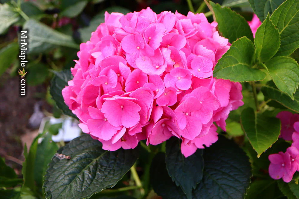 Hydrangea macrophylla 'L.A. Dreamin’ Hydrangea - Image 11