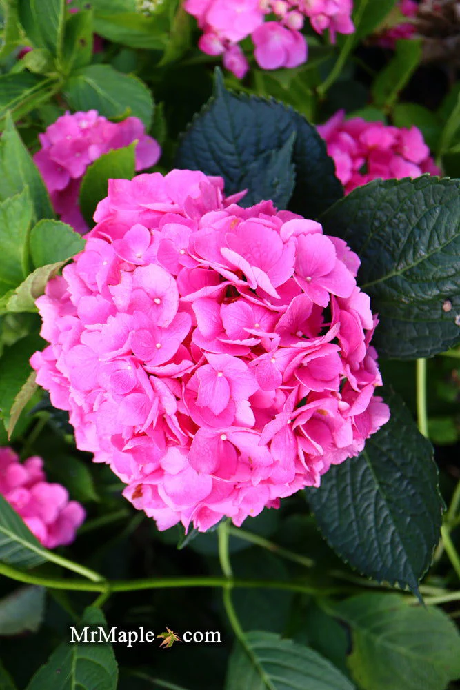 Hydrangea macrophylla 'L.A. Dreamin’ Hydrangea - Image 12