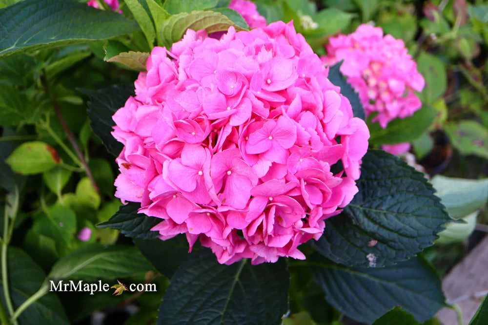 Hydrangea macrophylla 'L.A. Dreamin’ Hydrangea - Image 13