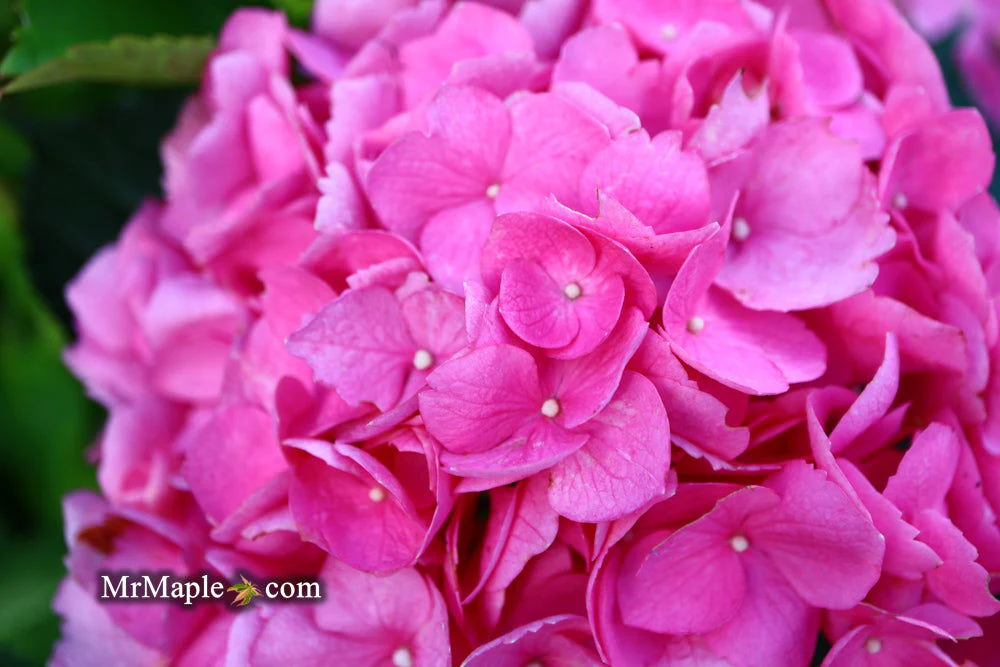 Hydrangea macrophylla 'L.A. Dreamin’ Hydrangea - Image 14