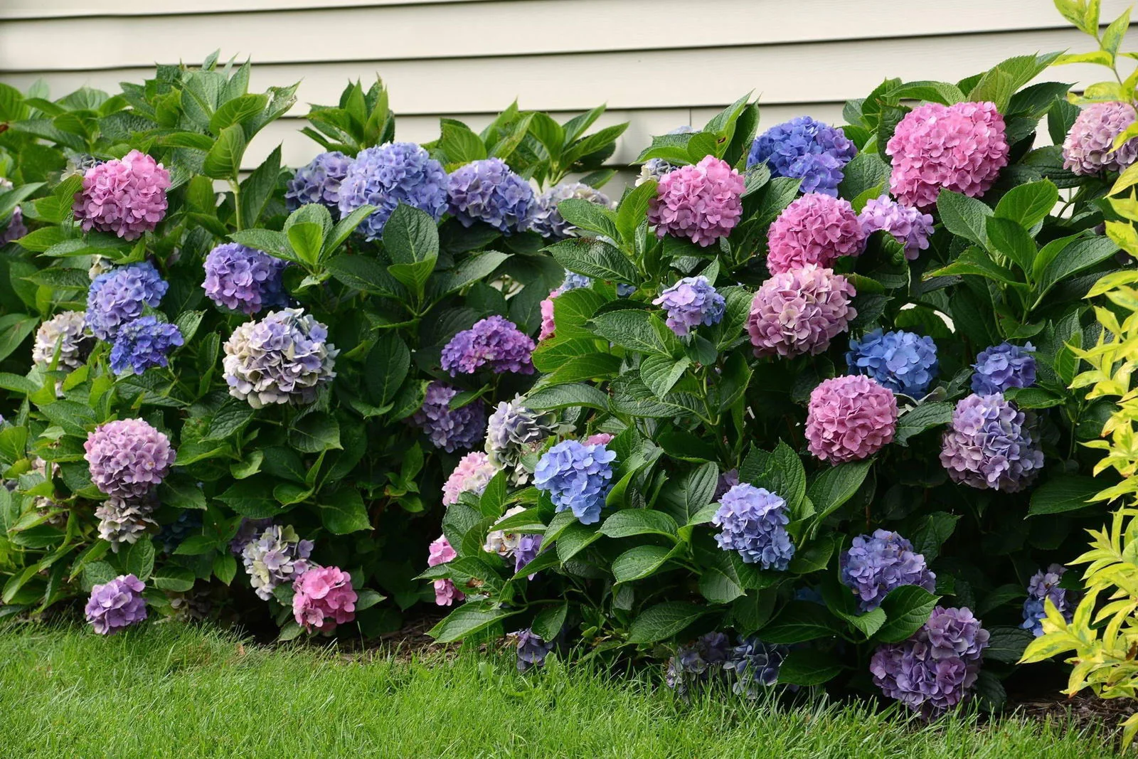 Hydrangea macrophylla 'L.A. Dreamin’ Hydrangea - Image 3
