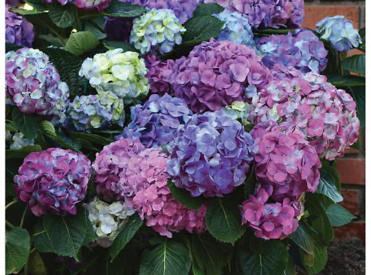 Hydrangea macrophylla 'L.A. Dreamin’ Hydrangea - Image 4
