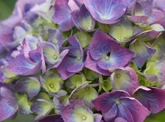 Hydrangea macrophylla 'L.A. Dreamin’ Hydrangea - Image 5
