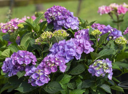 Hydrangea macrophylla 'L.A. Dreamin’ Hydrangea - Image 6