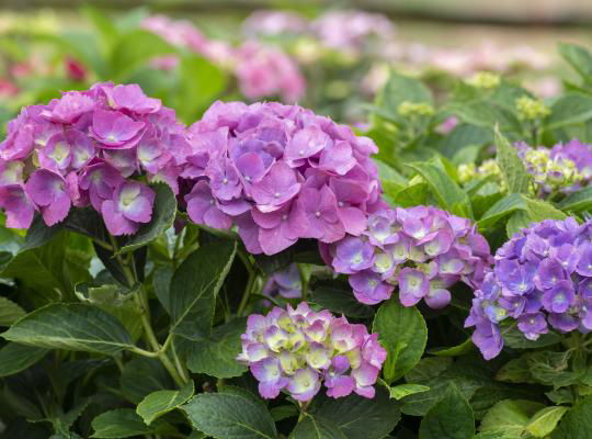 Hydrangea macrophylla 'L.A. Dreamin’ Hydrangea - Image 7
