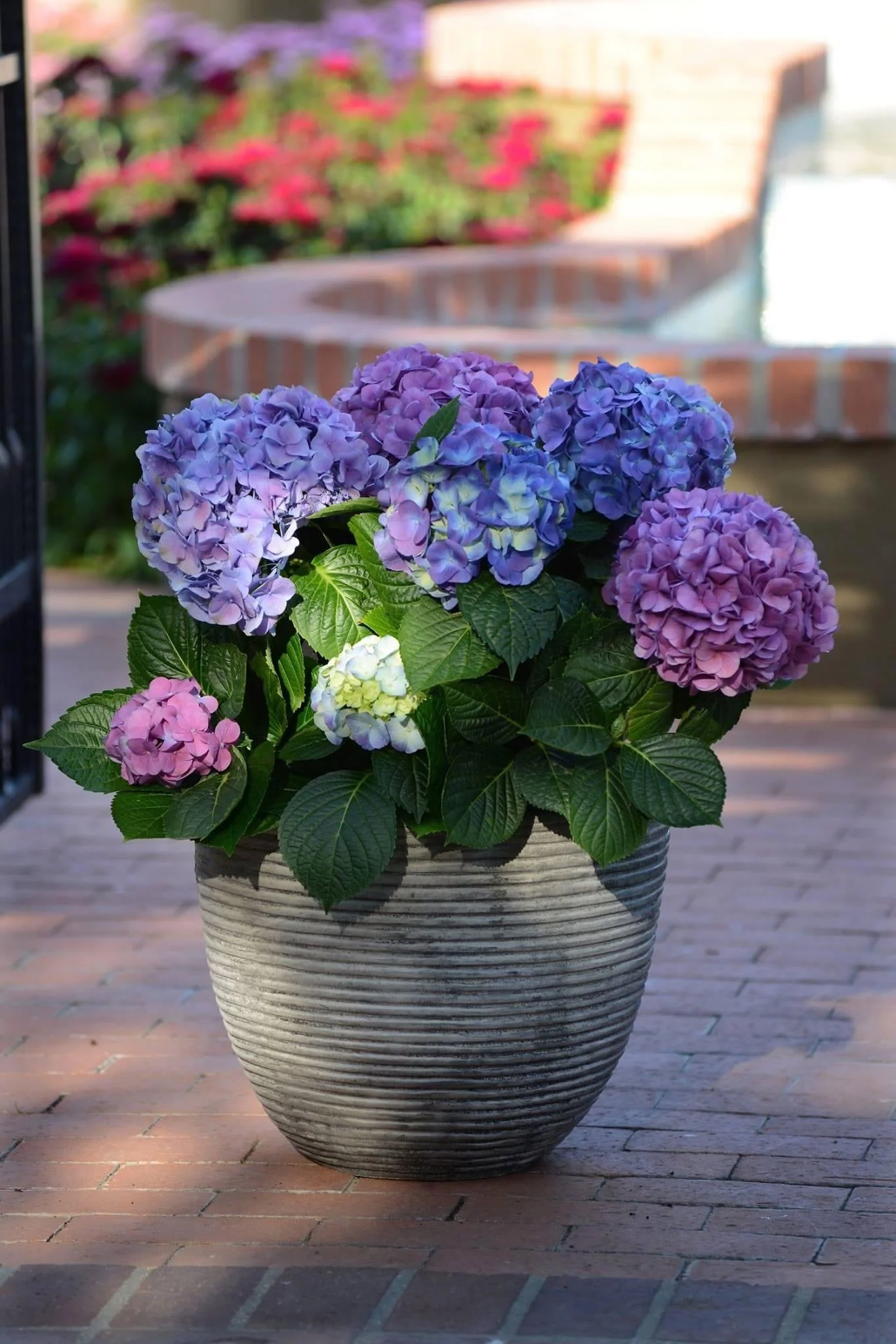 Hydrangea macrophylla 'L.A. Dreamin’ Hydrangea - Image 8