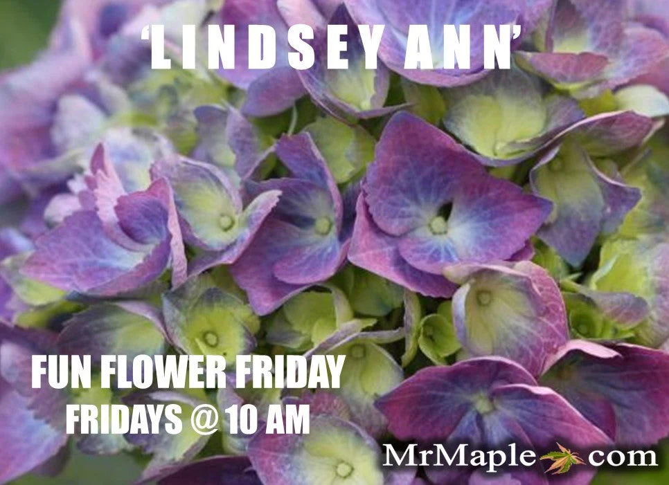 Hydrangea macrophylla 'L.A. Dreamin’ Hydrangea - Image 9