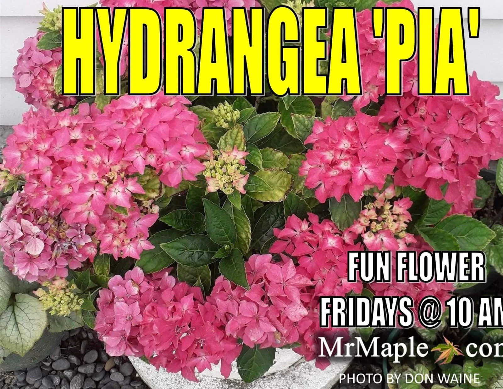 Hydrangea macrophylla 'Pia’ Dwarf Hydrangea - Image 10