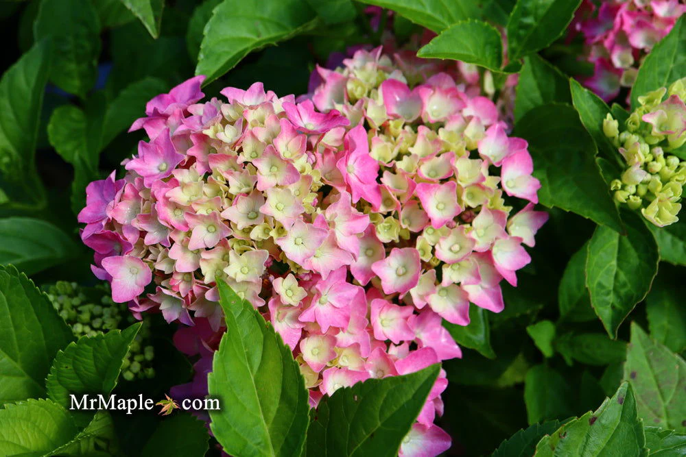 Hydrangea macrophylla 'Pia’ Dwarf Hydrangea - Image 11