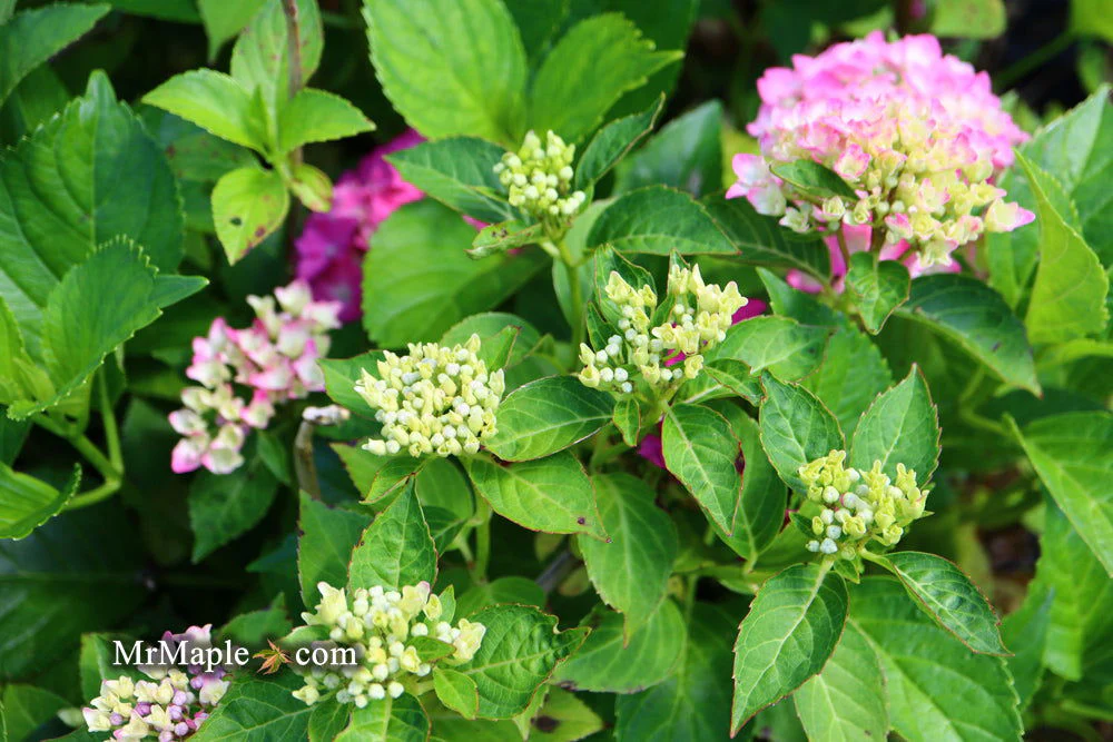 Hydrangea macrophylla 'Pia’ Dwarf Hydrangea - Image 12
